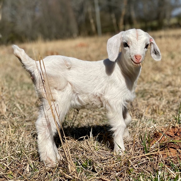 Meet your Posher, the Old Goat - Picture 6 of 13